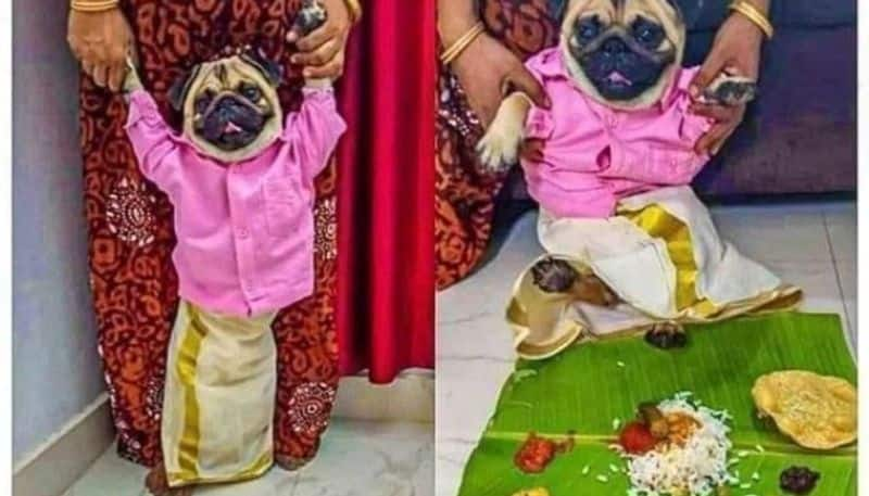 pug wants a beautiful bride, the owner gives advertisement in social media