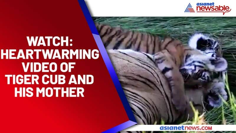 Tiger cub hugs his mother; Netizens are in love with the heartwarming video - gps