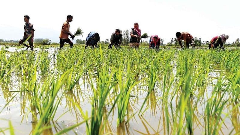 Deficient rainfall in Telangana: Severe impact on cultivation, farmers in worry RMA