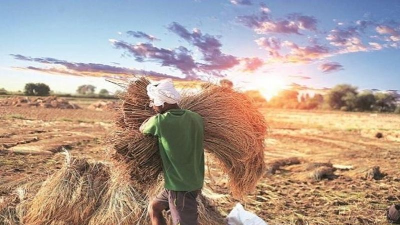 Youths Started Agriculture due to Lockdown in Haveri grg