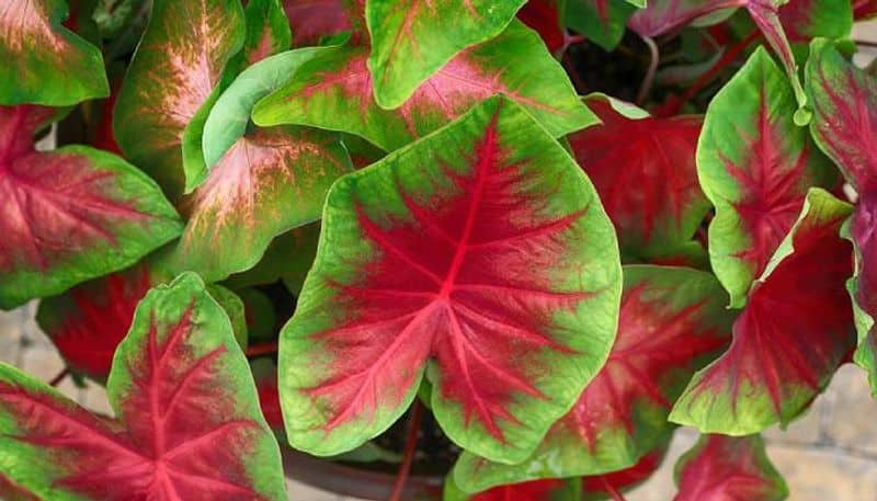 caladium care tips