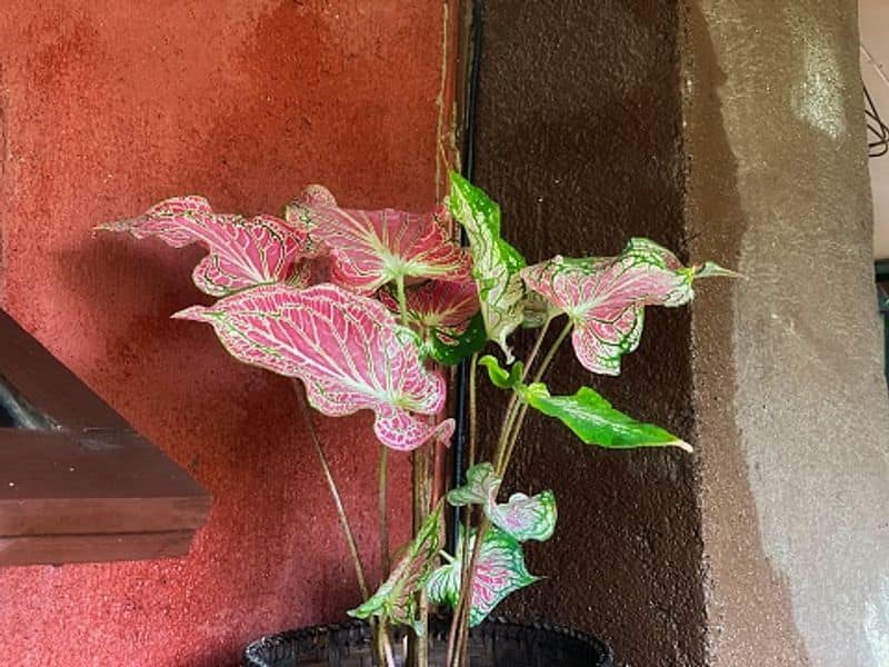 caladium care tips