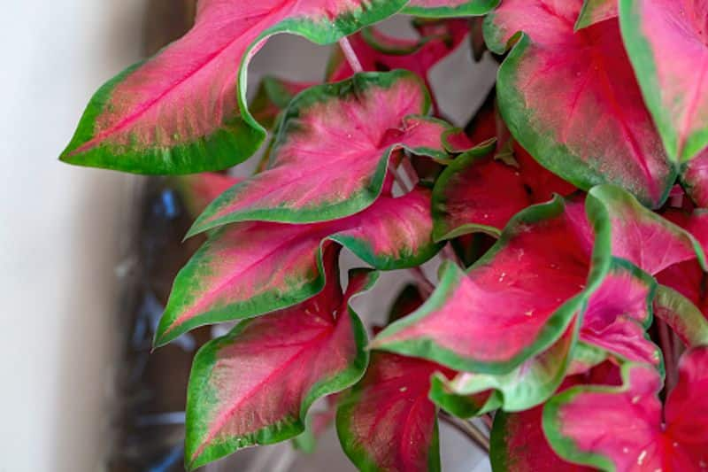 caladium care tips