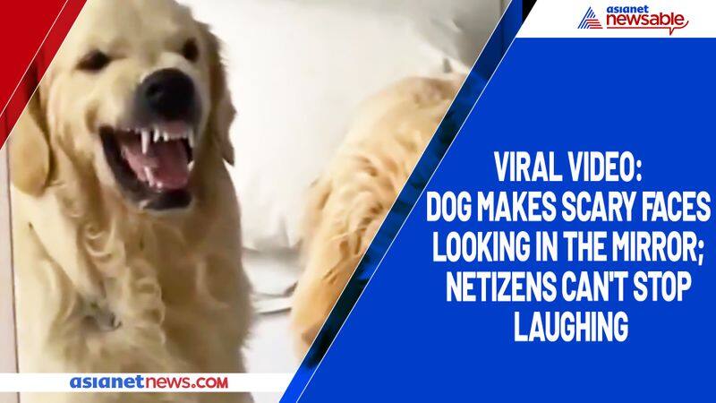 Viral video: Dog makes scary faces looking in the mirror; netizens can't stop laughing-TGY