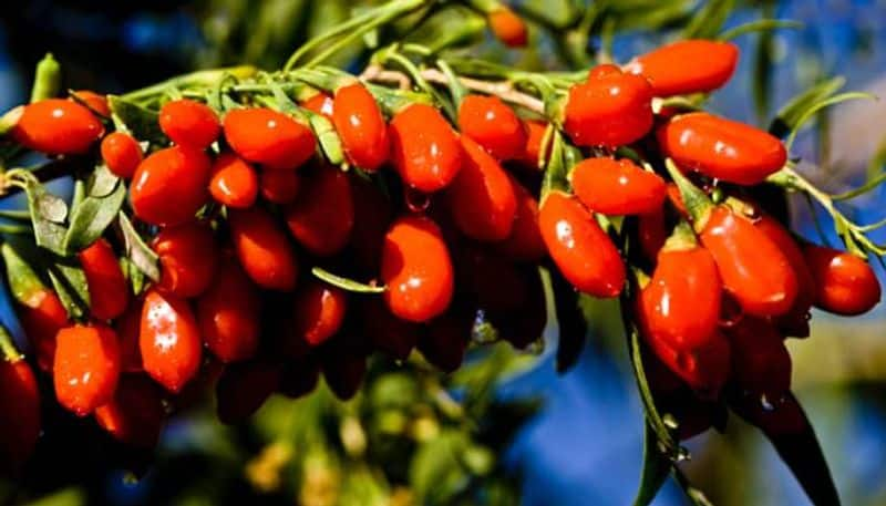 goji berries how to grow indoor and outdoor