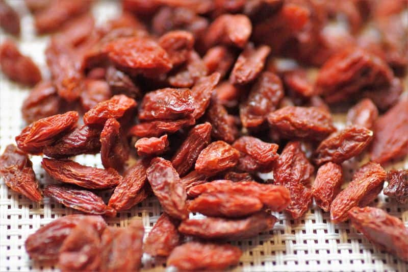 goji berries how to grow indoor and outdoor