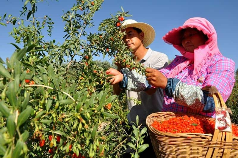 goji berries how to grow indoor and outdoor