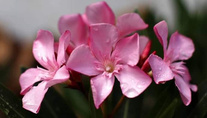 <p>oleander</p>
