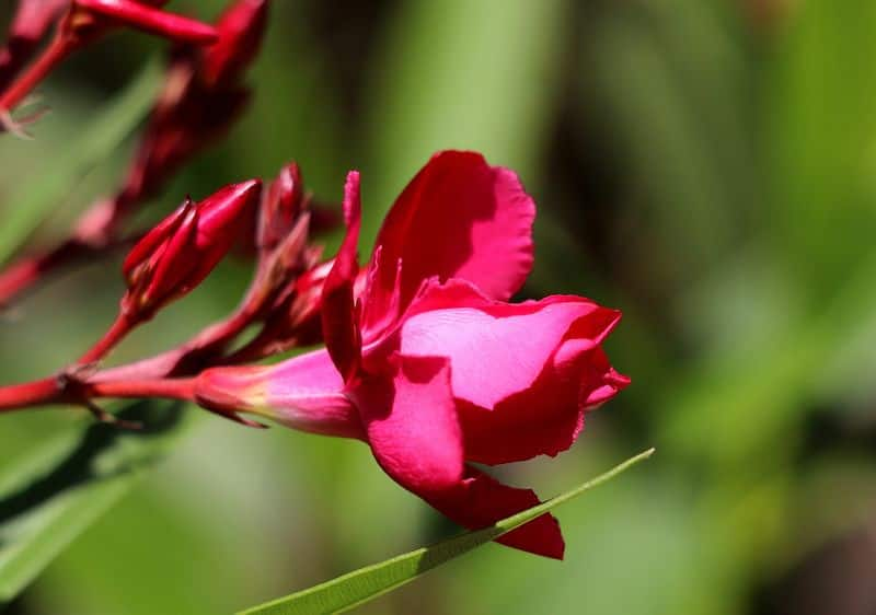 oleander plant how to care