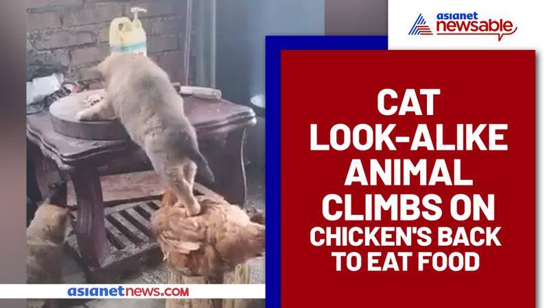 Cat look-alike animal climbs on chicken's back to eat food, Watch viral video - gps