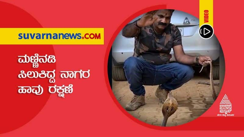 King Cobra Rescued which was seen while digging mud in Madikeri hls