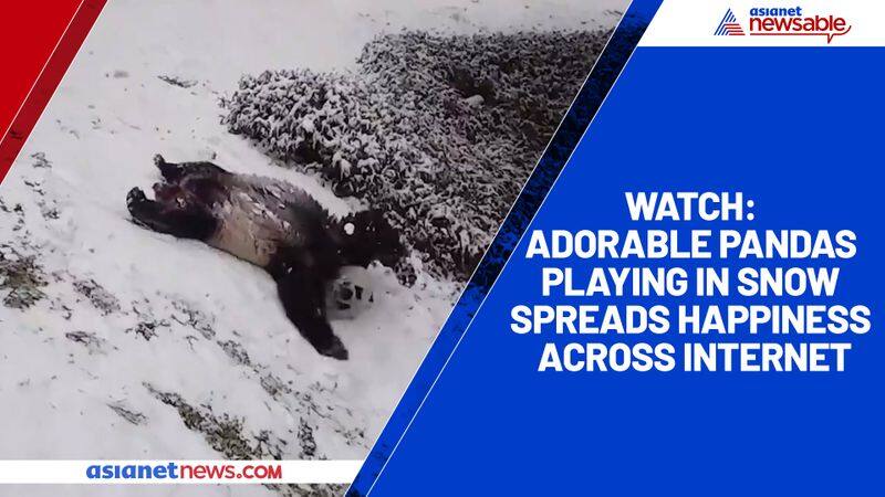 Watch Adorable pandas playing in snow spreads happiness across internet-tgy