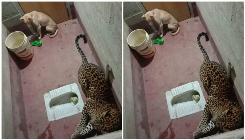 A Dog And A Leopard, Stuck In Toilet For Hours. How This Ended