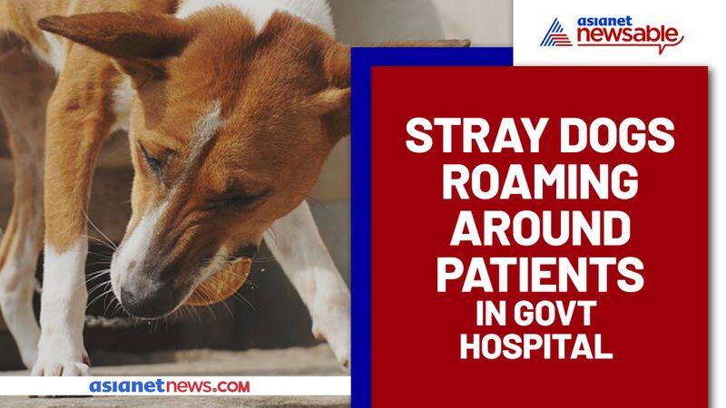 Stray Dogs Roaming Inside Patient Ward at Govt Hospital (Watch video)  - gps