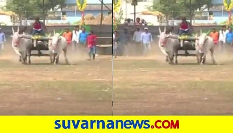 Bullock Cart Race in Chikkmagaluru  snr