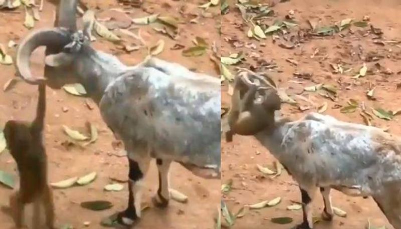 baby monkey and a deers friendship video viral