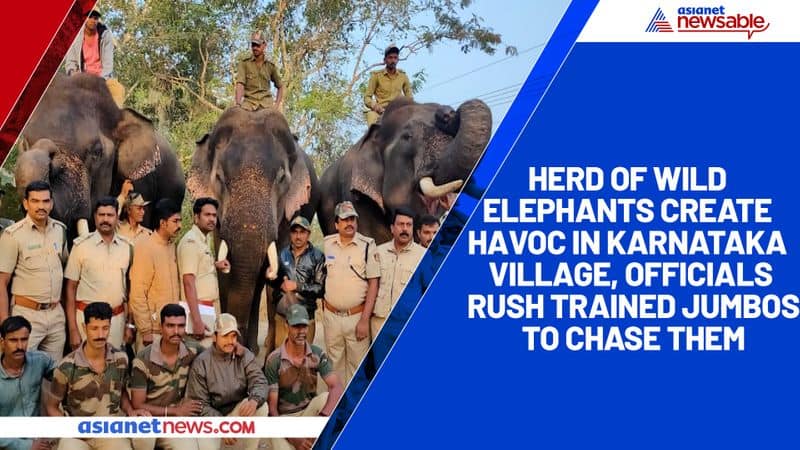 Herd of wild elephants create havoc in Karnataka village, officials rush trained jumbos to chase them-ycb