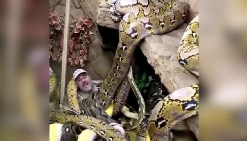 video in which man surrounded by large snakes