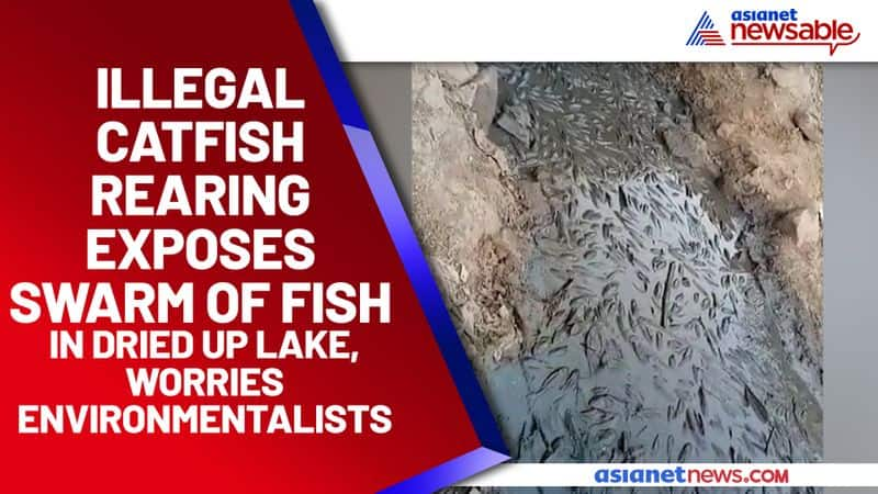 Illegal catfish rearing exposes swarm of fish in dried up lake, worries environmentalists - ycb