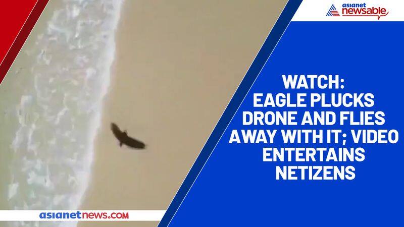 Watch Eagle plucks drone and flies away with it; video entertains netizens-tgy