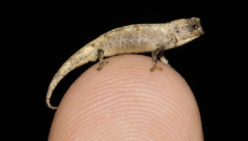 researchers found worlds smallest reptile