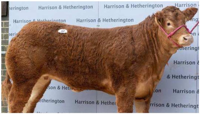 British cow Posh Spice sells for $358K becomes world's most expensive heifer