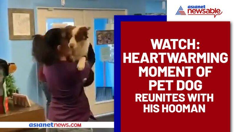 Dog reunites with owner, heartwarming video goes viral - gps