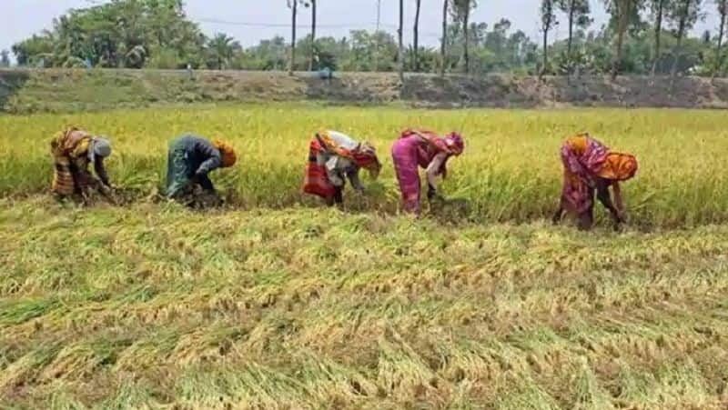 Farmers Selfie and Genealogy Mandatory For Crop Loan in Yadgir grg