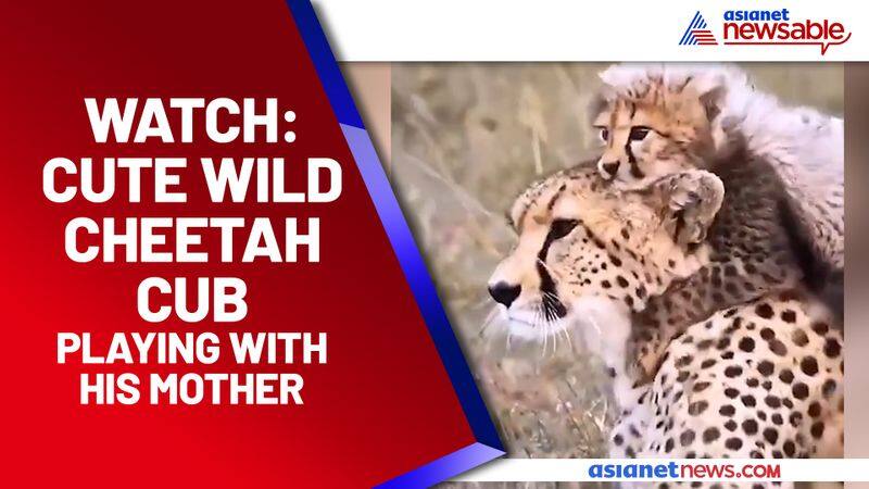 Cheetah cub plays with his mother in the wild; Watch this adorable video - gps