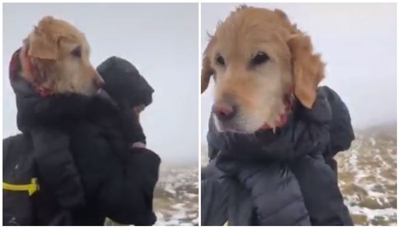 Couple rescues dog by carrying her 10km reunites her with family