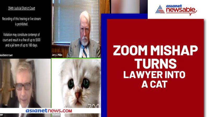 Zoom filter turns lawyer into cat during virtual hearing; video goes viral - gps