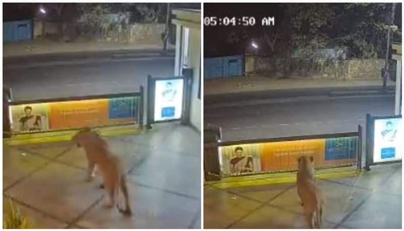 Lion enters hotel in Gujarat's Junagadh