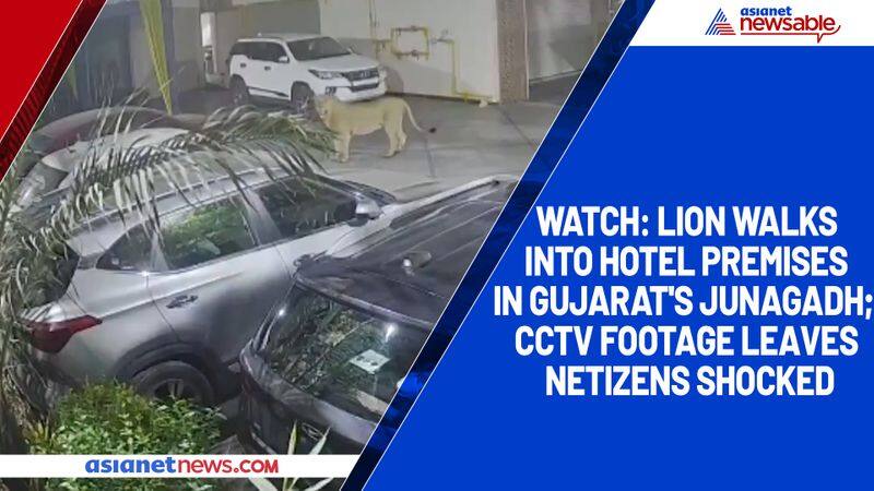 Watch Lion walks into hotel premises in Gujarat's Junagadh; CCTV footage leaves netizens shocked-tgy