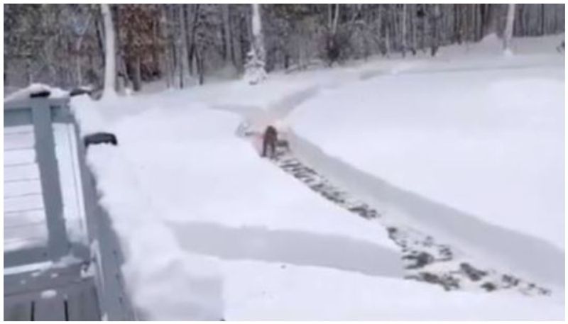 Couple converts backyard into racing track for their dog netizens are loving it