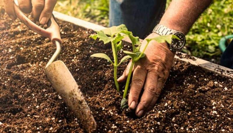 using potassium in plants