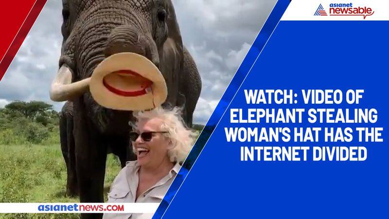 Watch Video of elephant stealing woman's hat has the internet divided-tgy