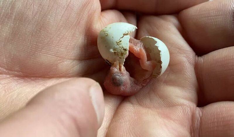 A chick hatches from an open egg, video shocks internet - bsb