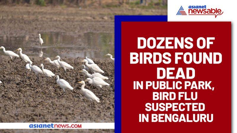 Dozens of birds found dead in public park, bird flu suspected in Bengaluru - ycb