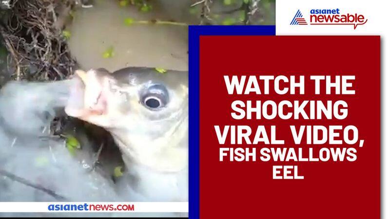 OMG Fish swallows a giant eel; Watch bizarre video - gps