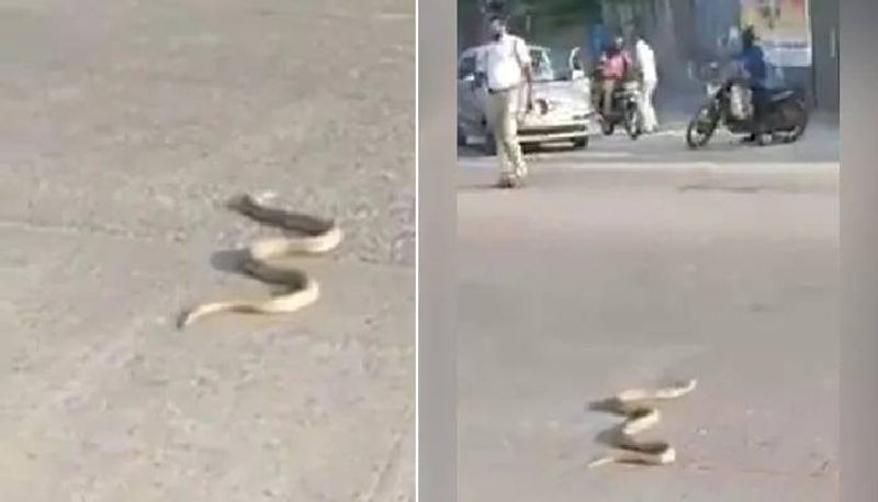 Cobra On the Road brings traffic video viral