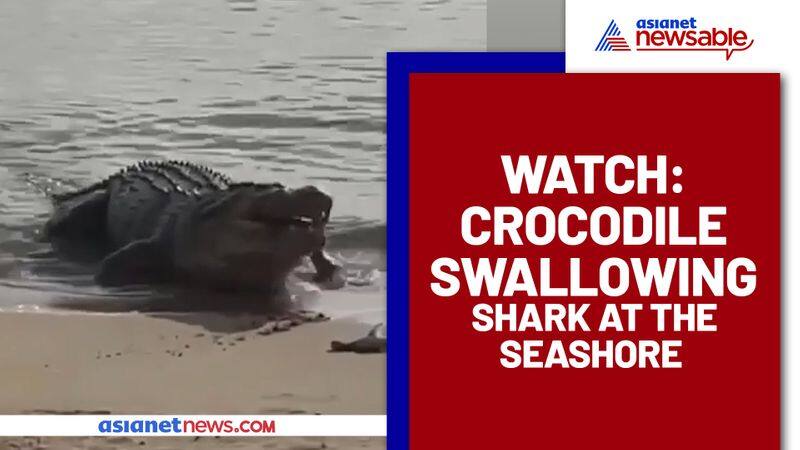 A giant crocodile gobbles shark at seashore: Watch this shocking video - gps