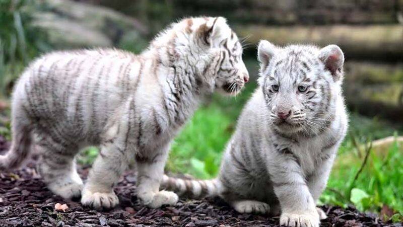 Tamil Nadu gave away the white tiger and got the lion