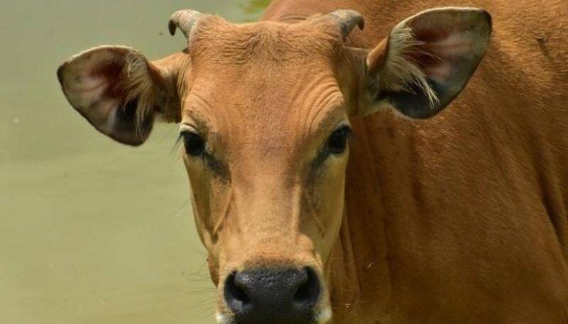 Bizzare Cow gulps down mangalsutra worth Rs 1.5 L, family searches dung in vain, extracted after operation-ycb