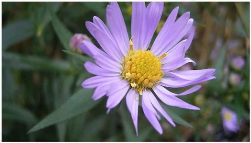 This picture of flower on Wikimedia gets 90 million hits per day from India