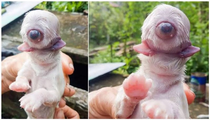 Cyclops puppy born with one eye two tongues and no nose