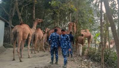 ফের রাজস্থান থেকে উট পাচার বাংলায়,পুলিশের তৎপরতায় সশরীরে উদ্ধার, দেখুন ছবি