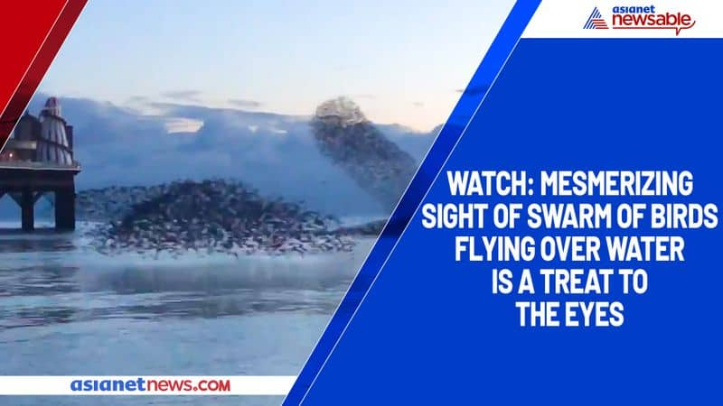 Watch Mesmerizing sight of swarm of birds flying over water is a treat to the eyes-TGY