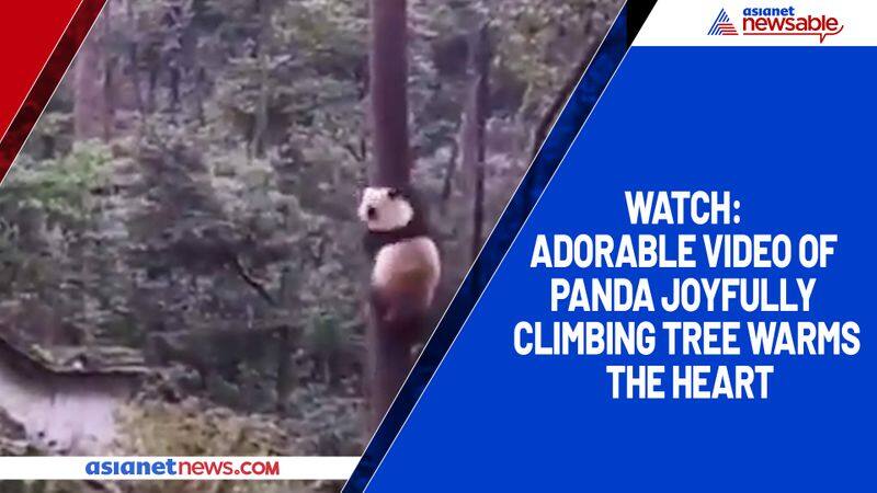 Watch Adorable video of panda joyfully climbing tree warms the heart-tgy