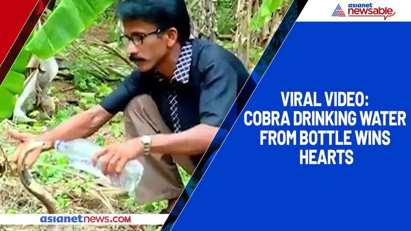 Viral video: Cobra drinking water from bottle wins hearts-tgy