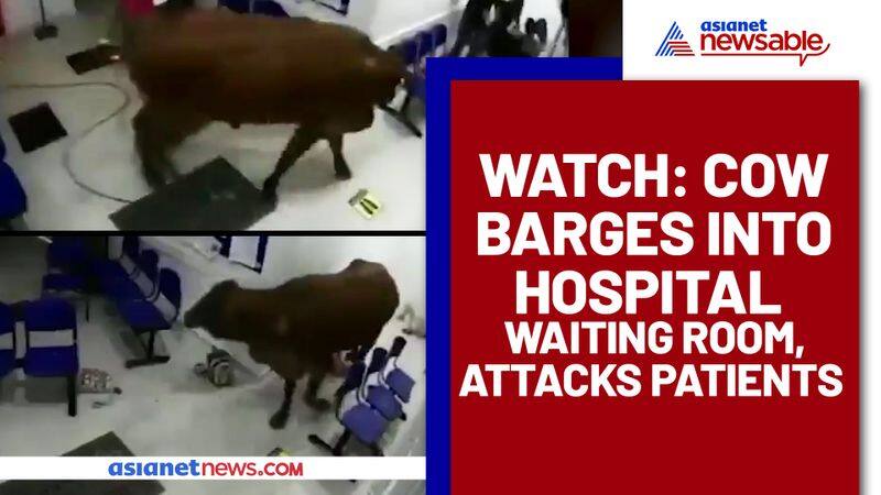 Cow charges into Colombian hospital attacks patients: Watch viral video - gps